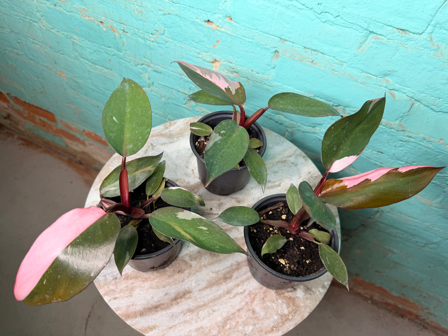 Philodendron Pink Princess 4”