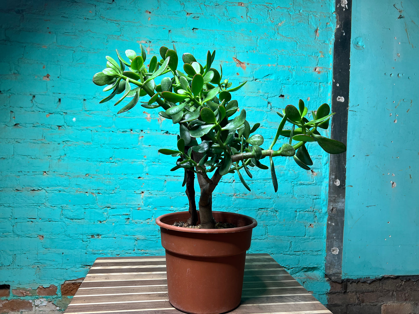 Jade plant 10”