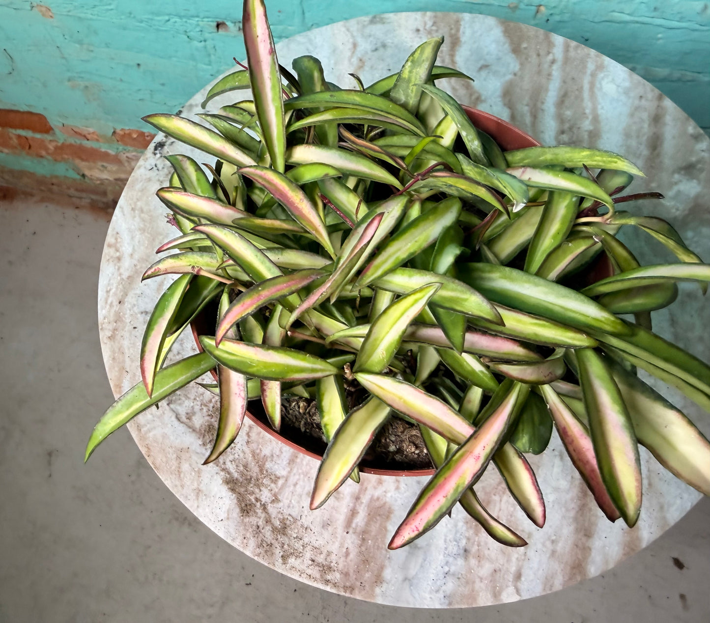 Hoya Wayettii 6”