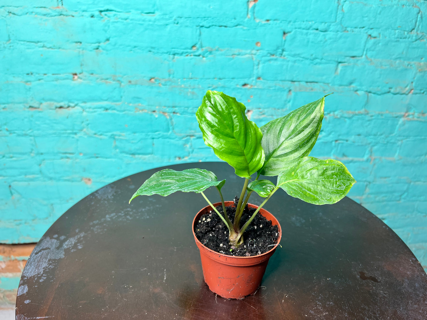 Tacca Chantrieri (Bat Plant) 4”