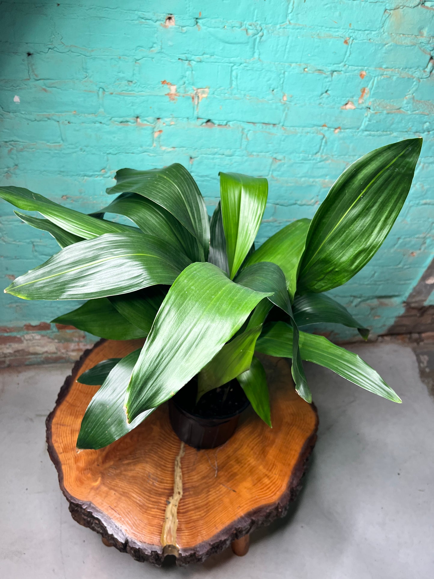 Cast Iron Plant 8”