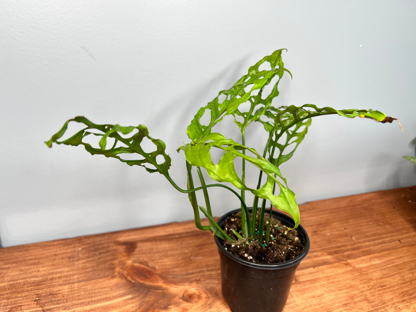 Monstera Oblique Peru