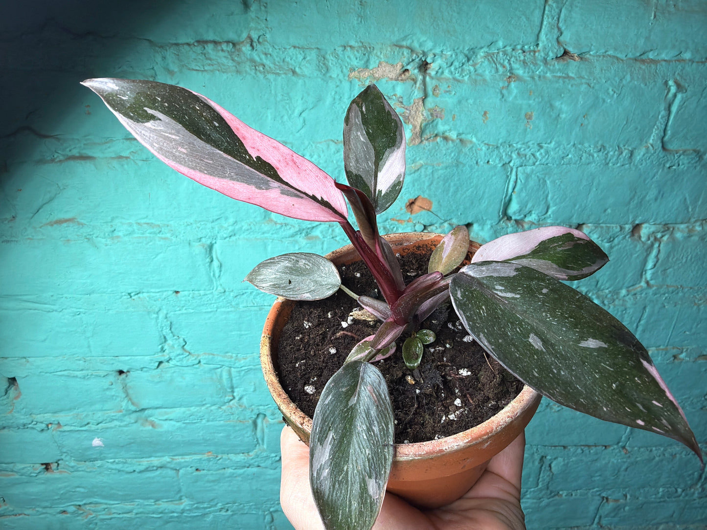 Philodendron Pink Marble Princess 4” (Clay)