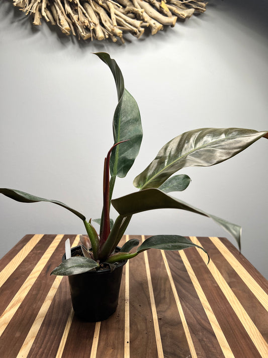 Philodendron Imperial Red  4”