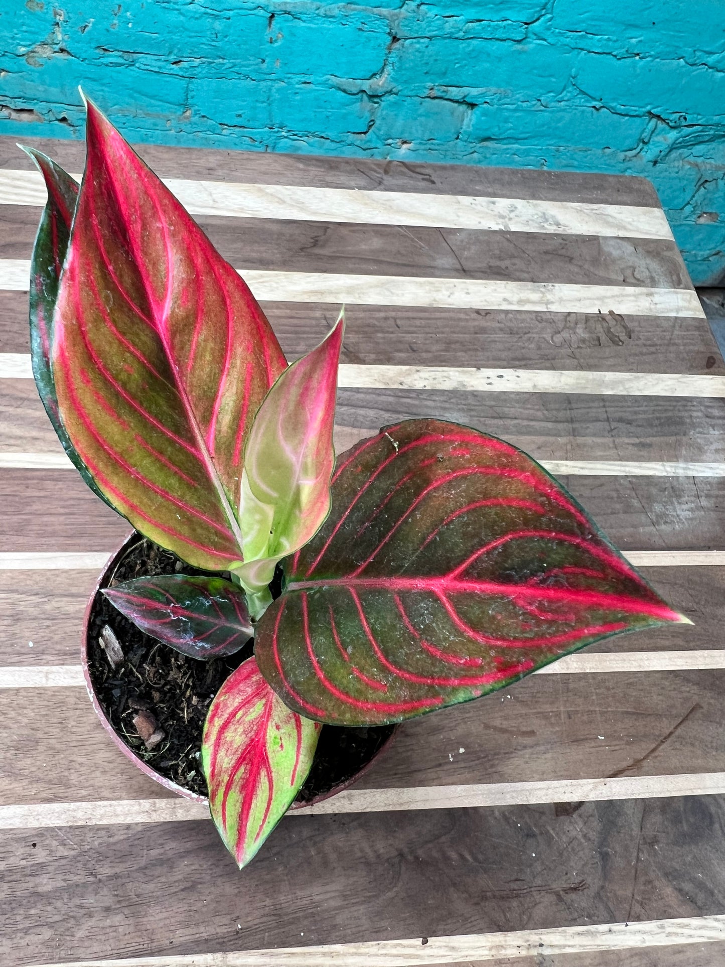 Aglaonema Rotunda Red tiger Variegated 4” (each)