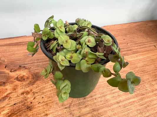 Dwarf Bolivian Jew -neon green