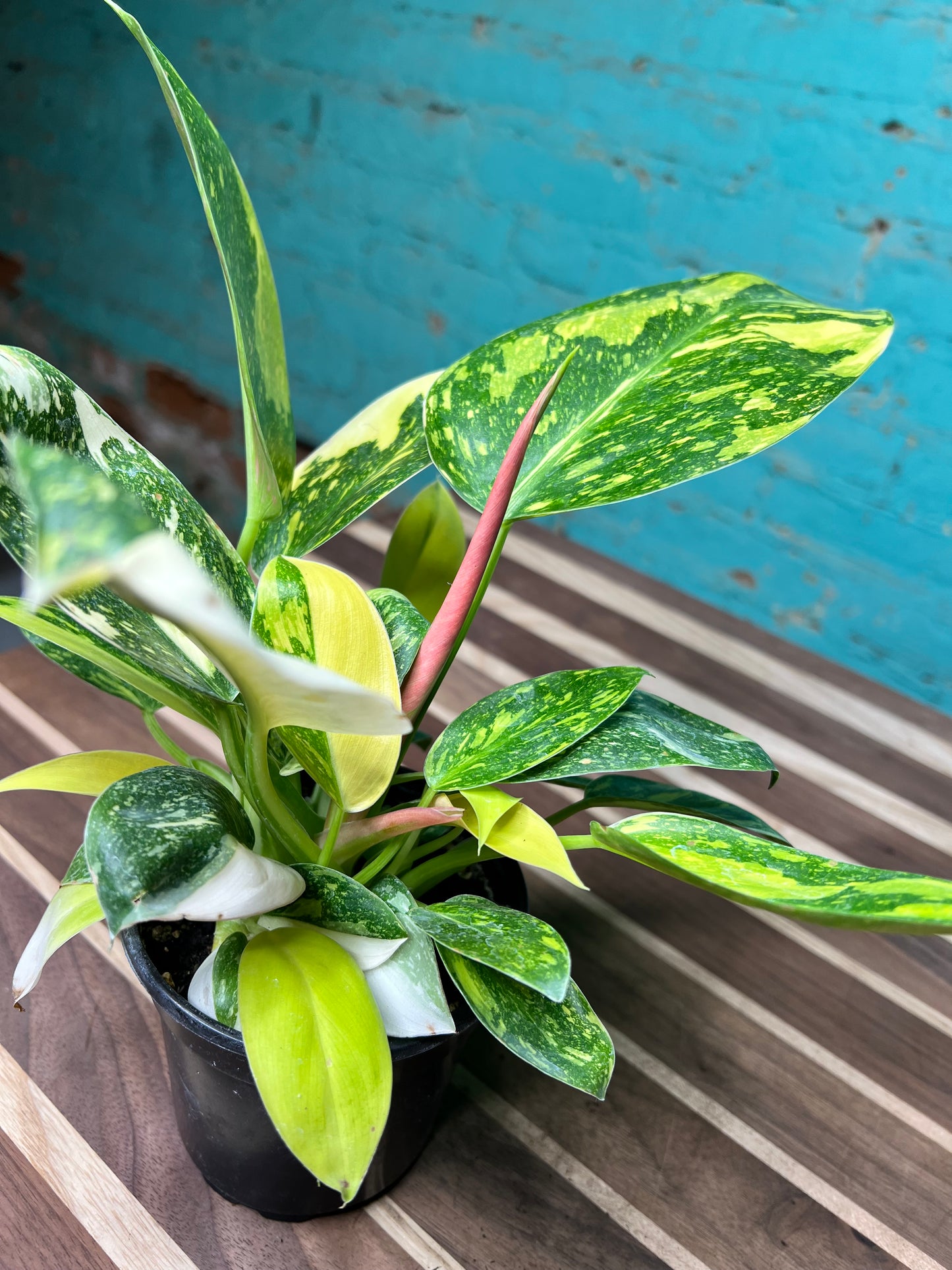 Philodendron Congo Nuclear Variegated