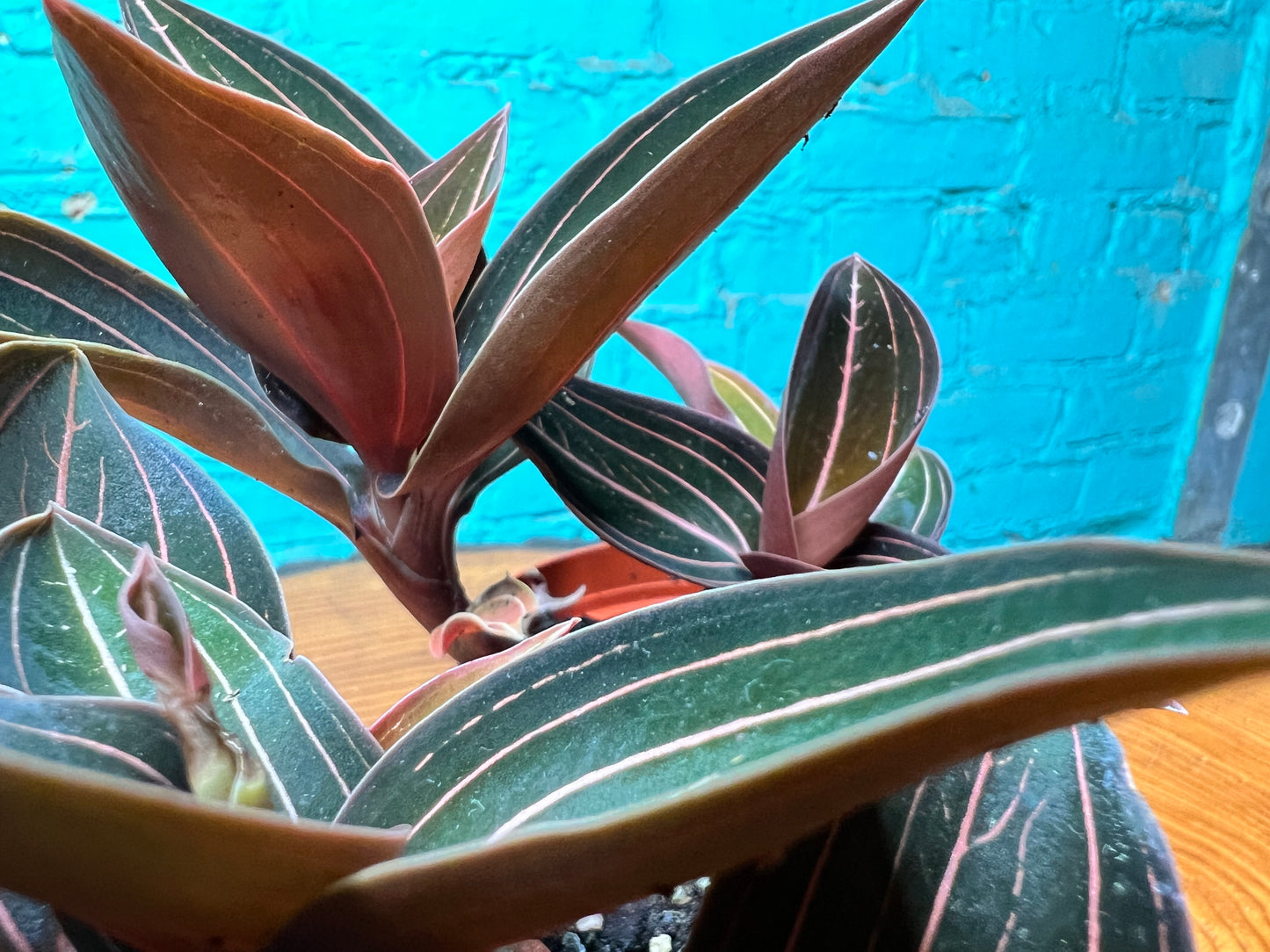 Jewel Orchid Ludisia discolor 4”