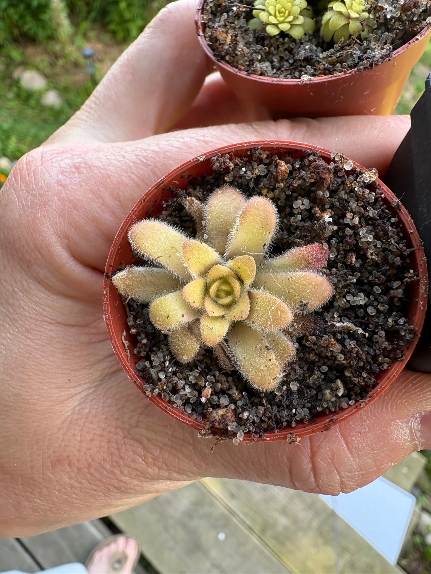 Pinguicula ’ 1.5”