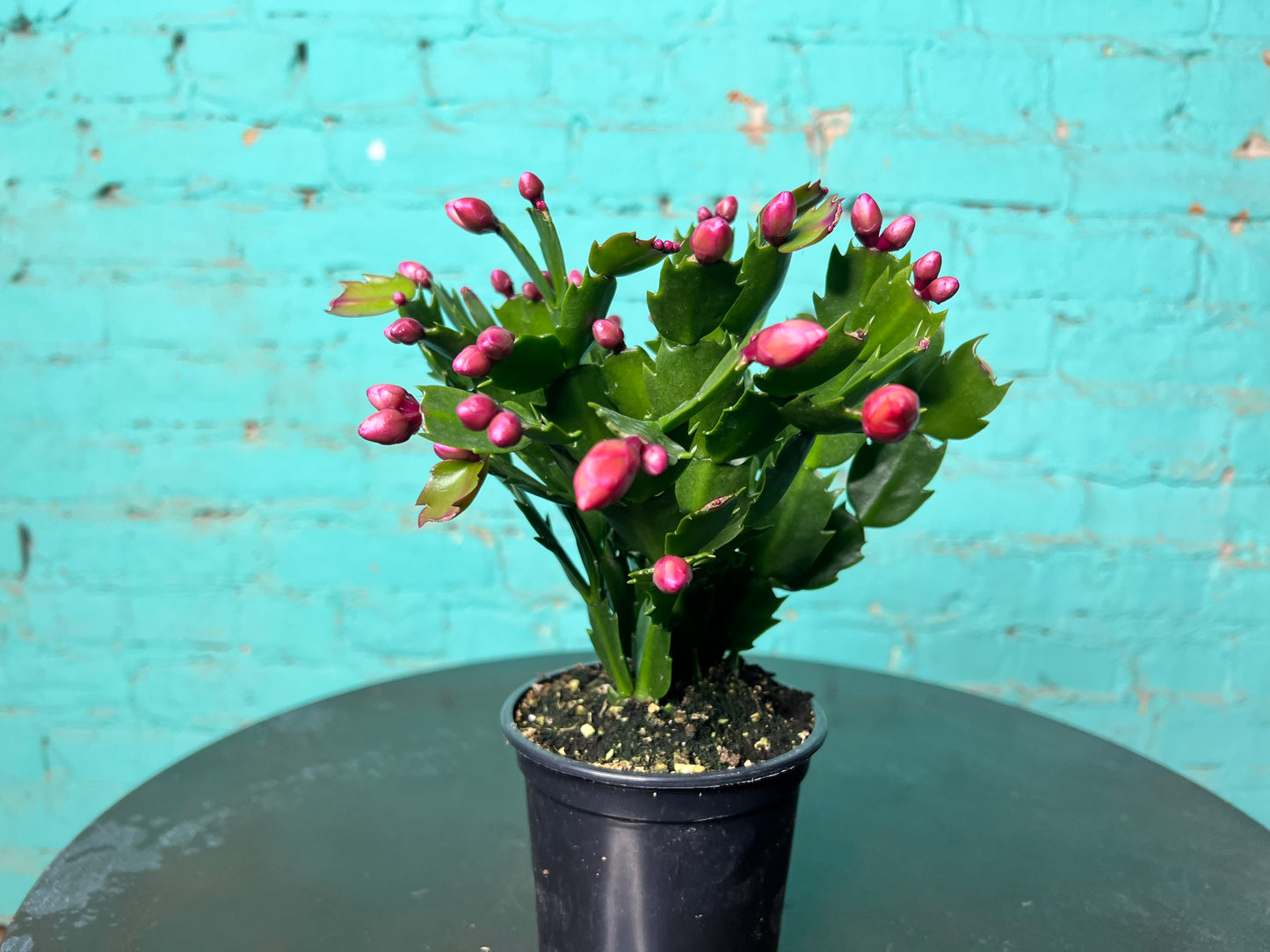 Christmas Cactus 4”