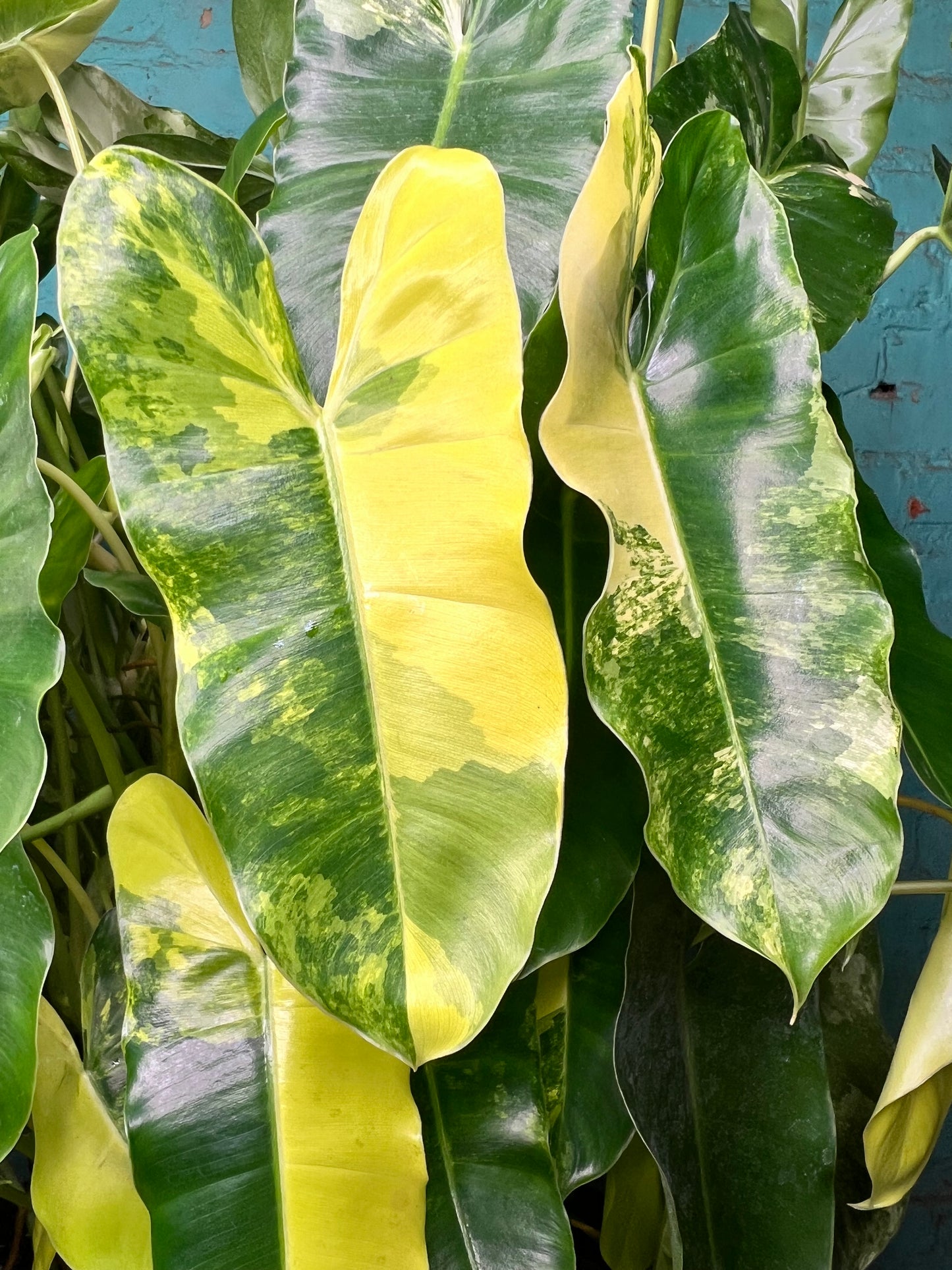 Philodendron Burle Marx Variegated 10” (Mature Plant)
