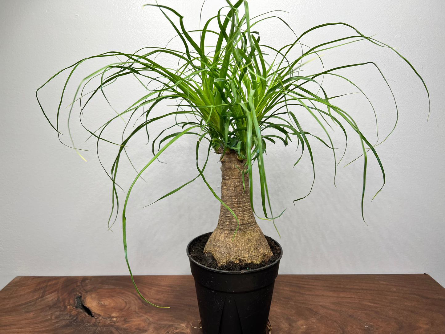 Ponytail Palm 6”