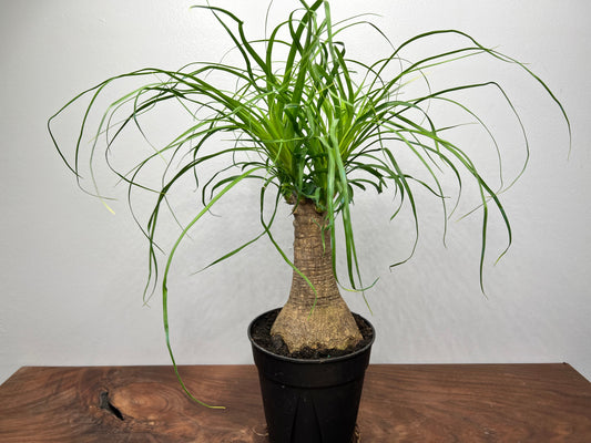 Ponytail Palm 6”