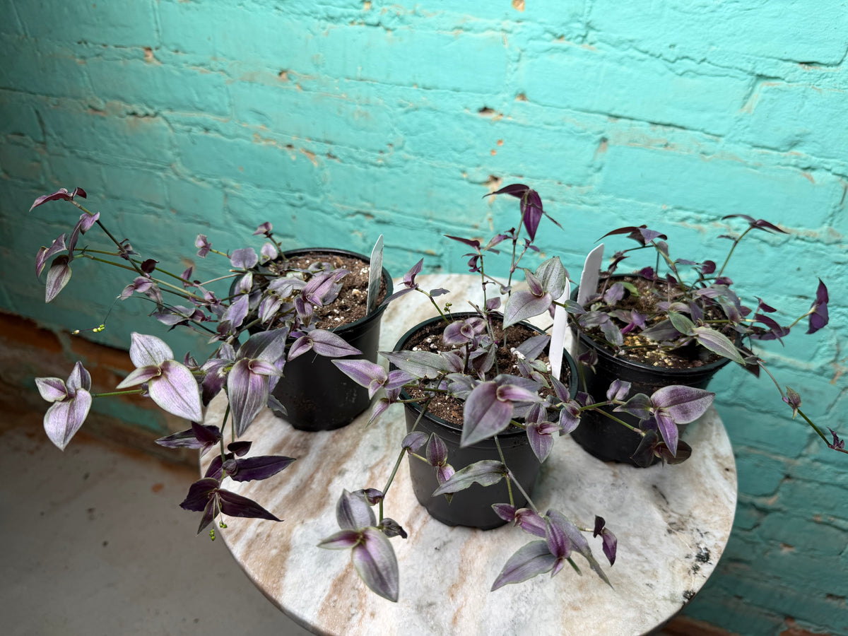 Gibasis Pellucida ‘Bridal Veil’ 4”