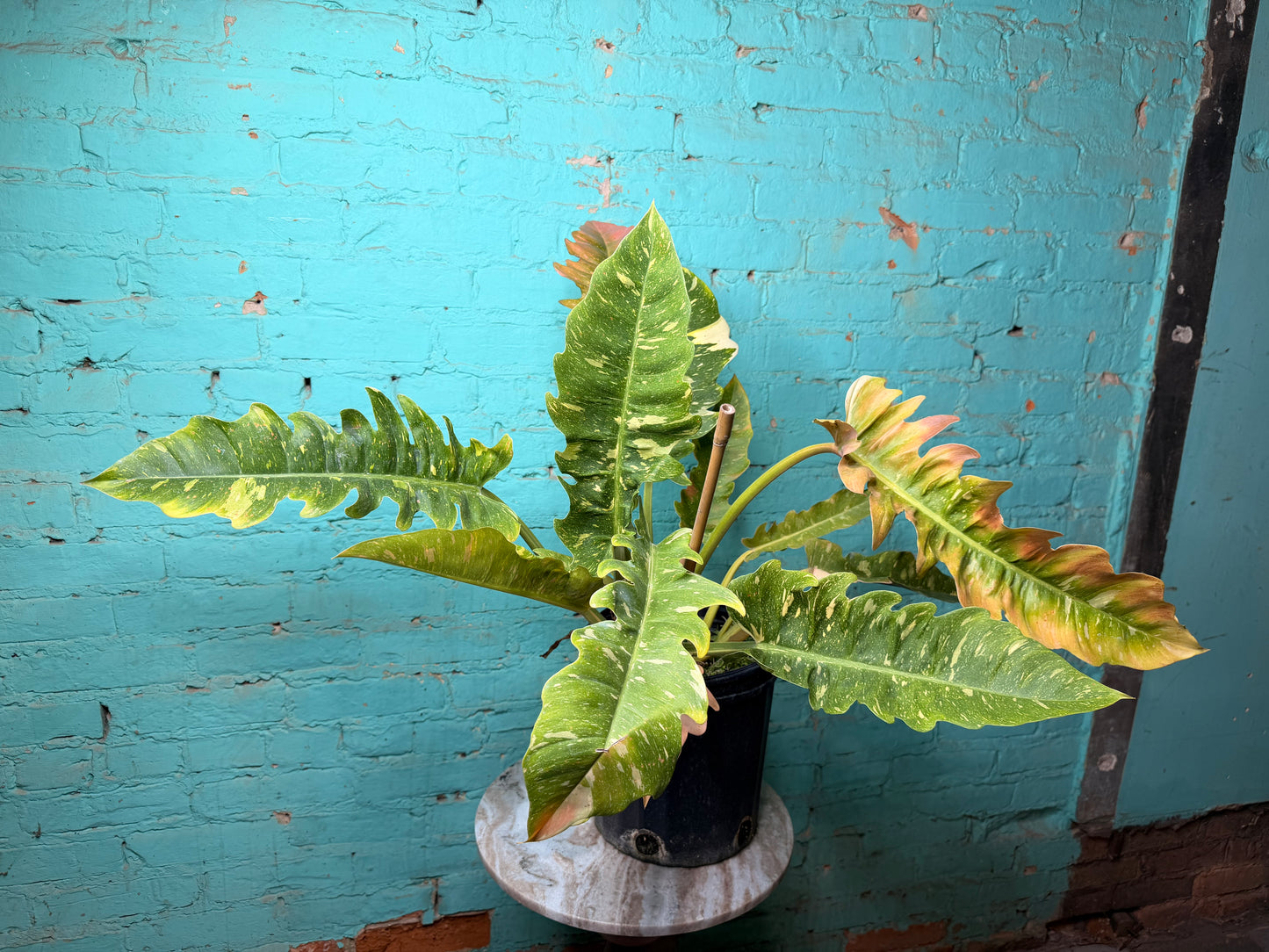 Philodendron Ring of Fire 10”