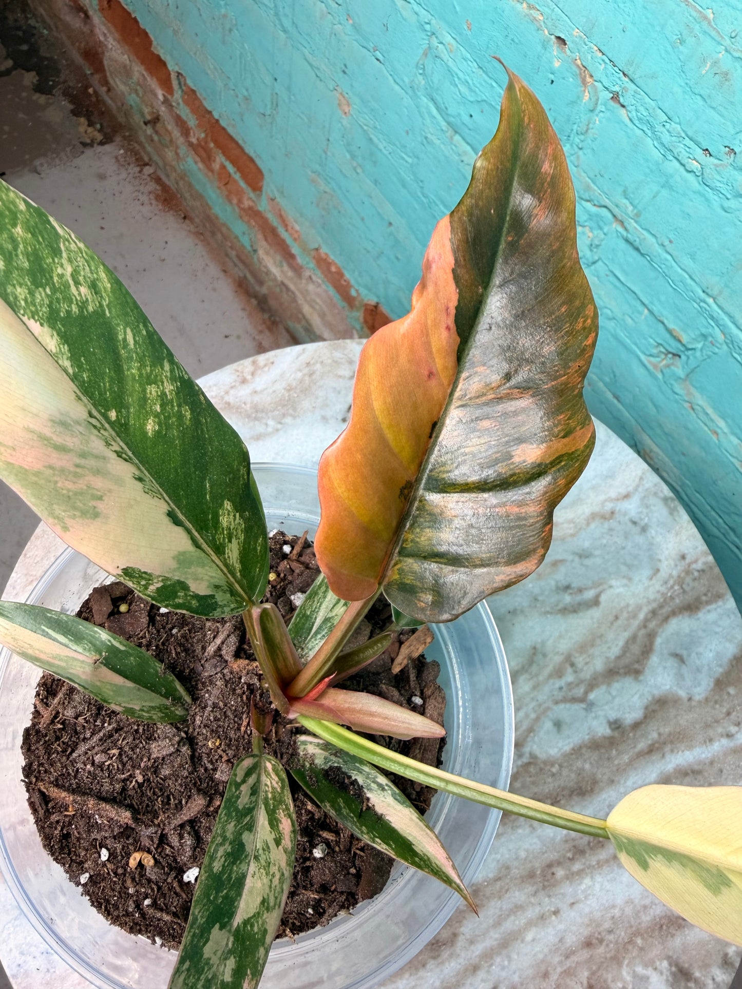 Philodendron Carmel Marble 4” (just repotted in 6”)