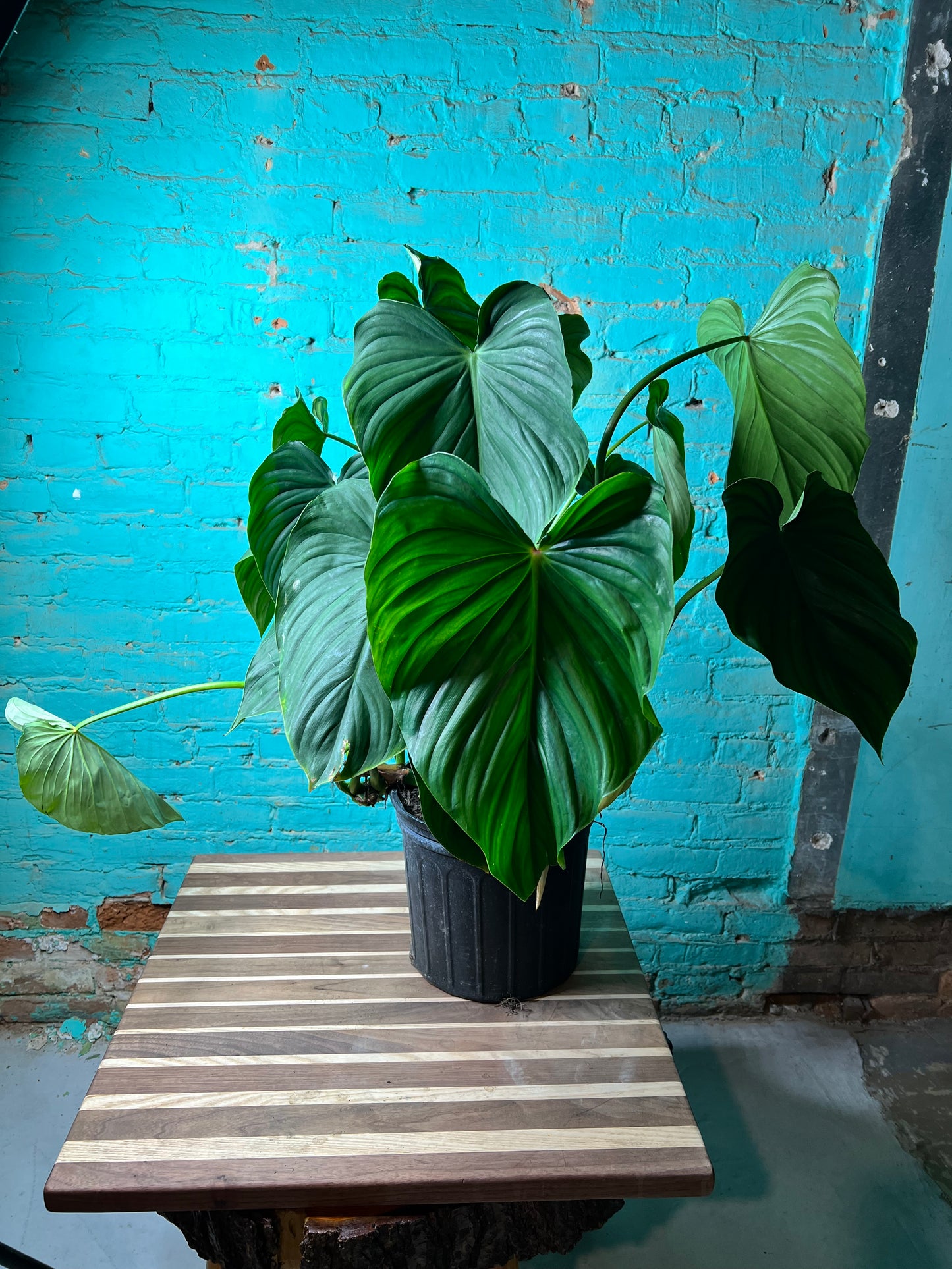 Philodendron Pastazanum 10”