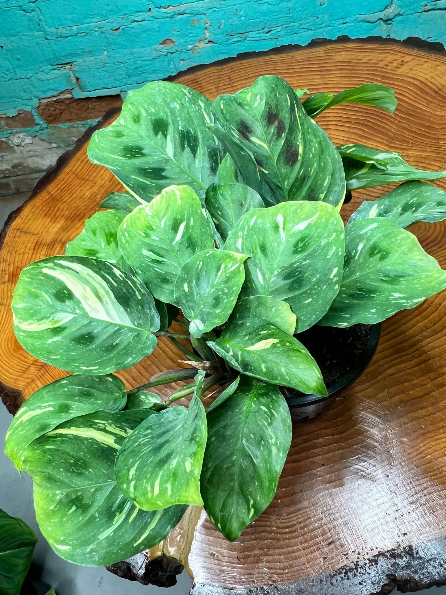 Maranta prayer plant variegated 4” in a black pot atop a wooden surface, showcasing beautiful green and cream leaves.