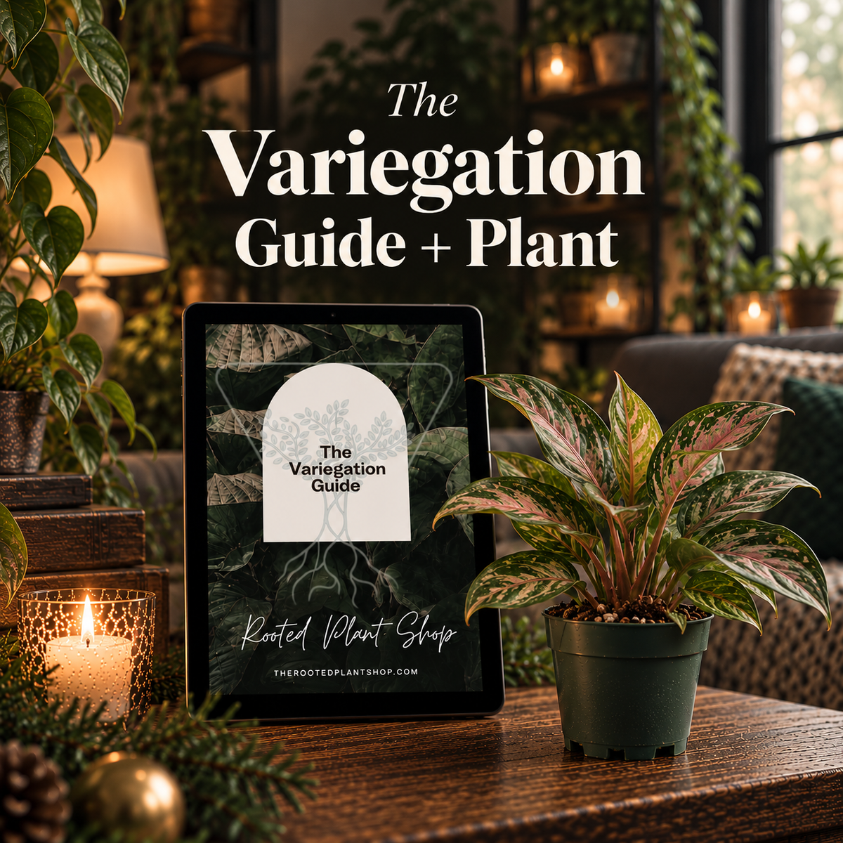 Variegated Guide +4” Plant