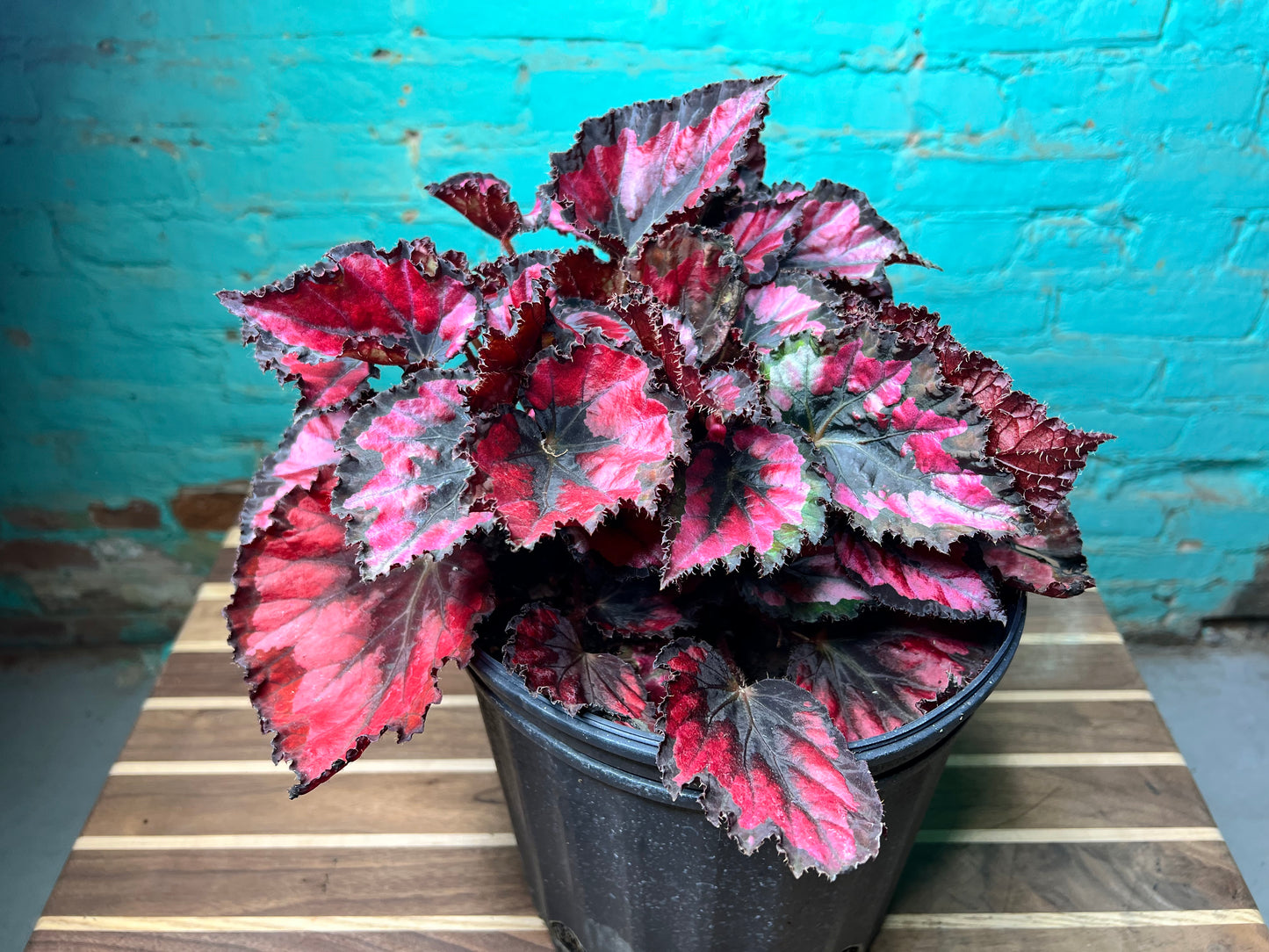 Rex begonia 10”