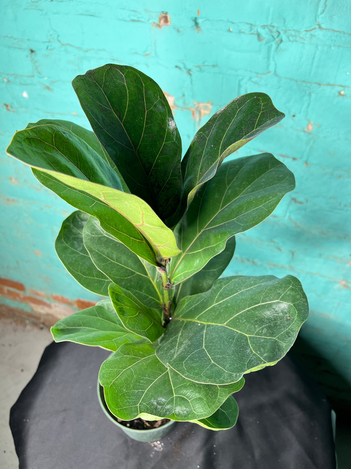 Fiddle fig 6”