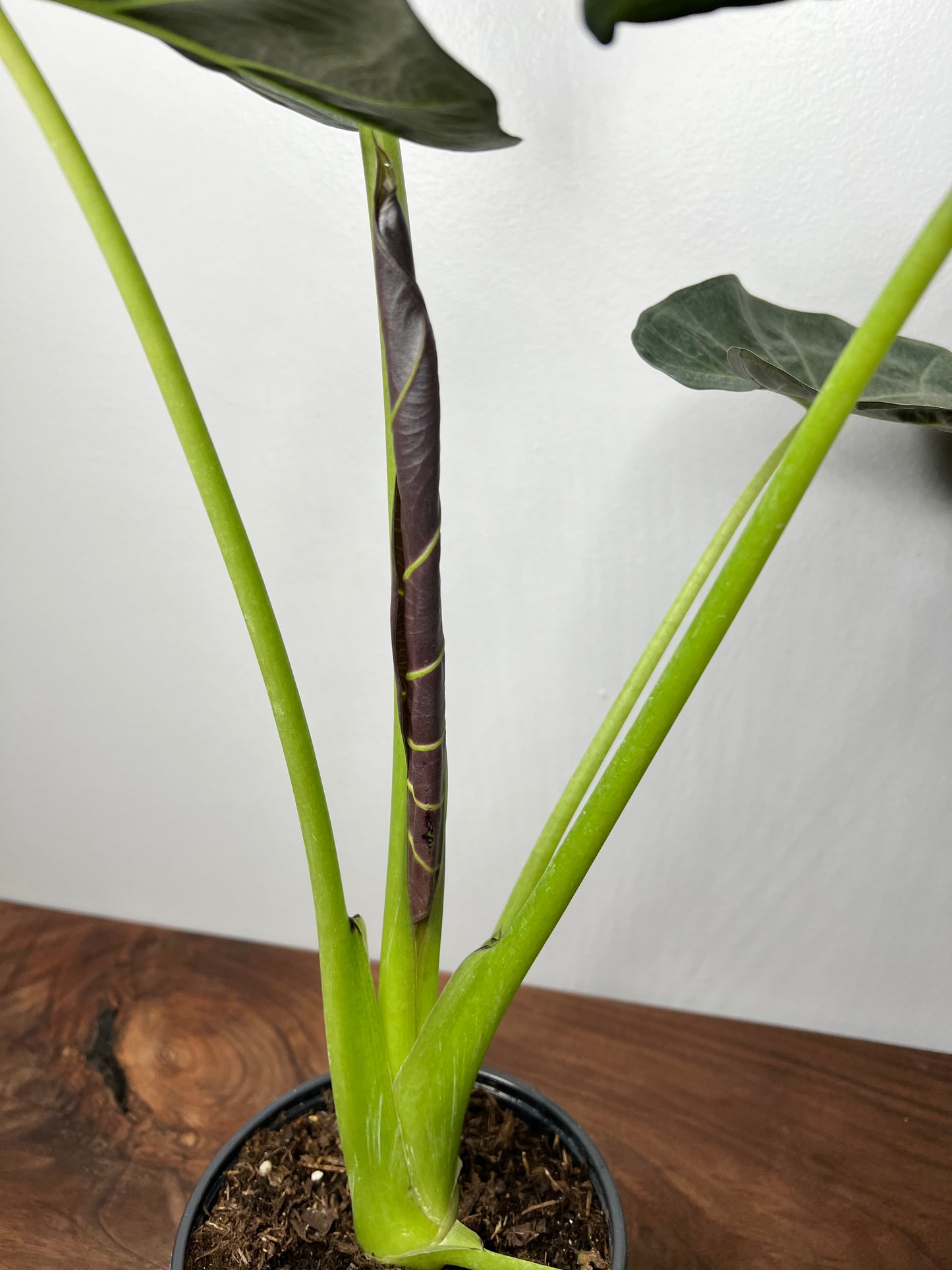 Alocasia Regal Shield 6”