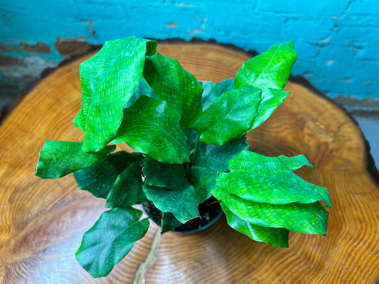 Calathea Network Plant
