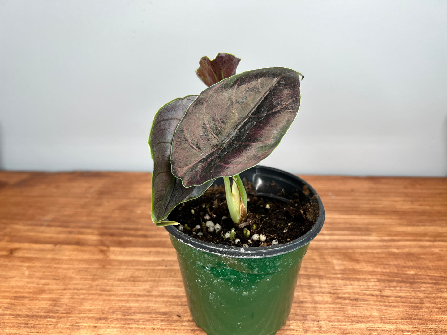 Alocasia Azianii