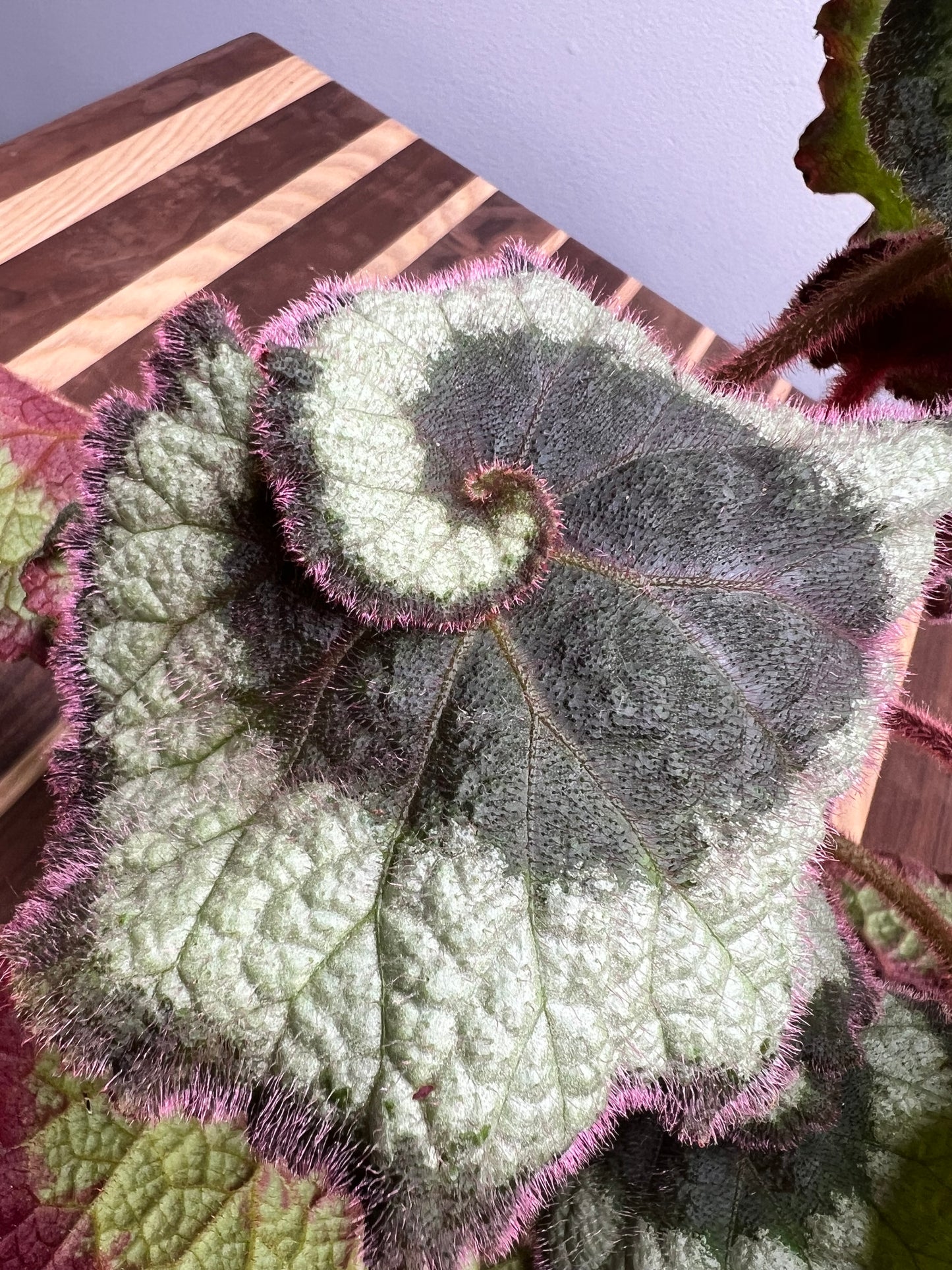 Begonia Escargot (curly)