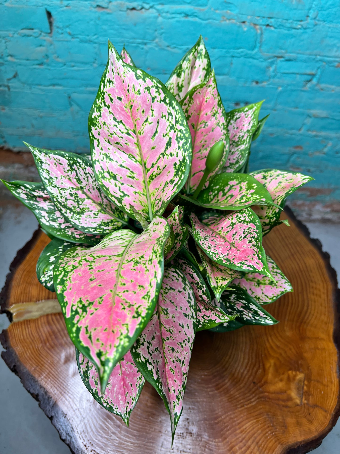 Aglaonema Wishes