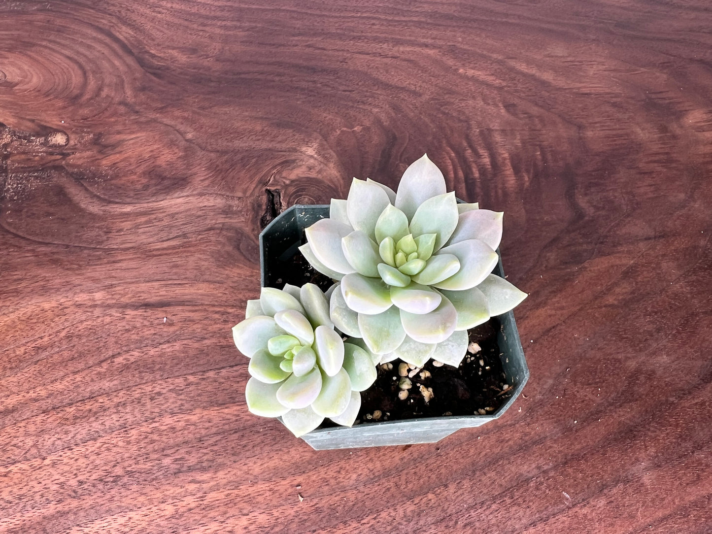 Echeveria 9