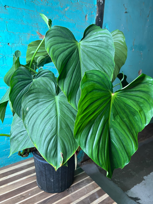 Philodendron Pastazanum 10”