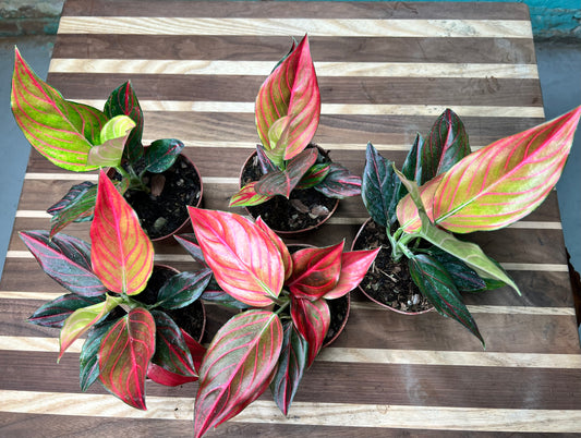Aglaonema Rotunda-Red tiger Variegated 4” (each)