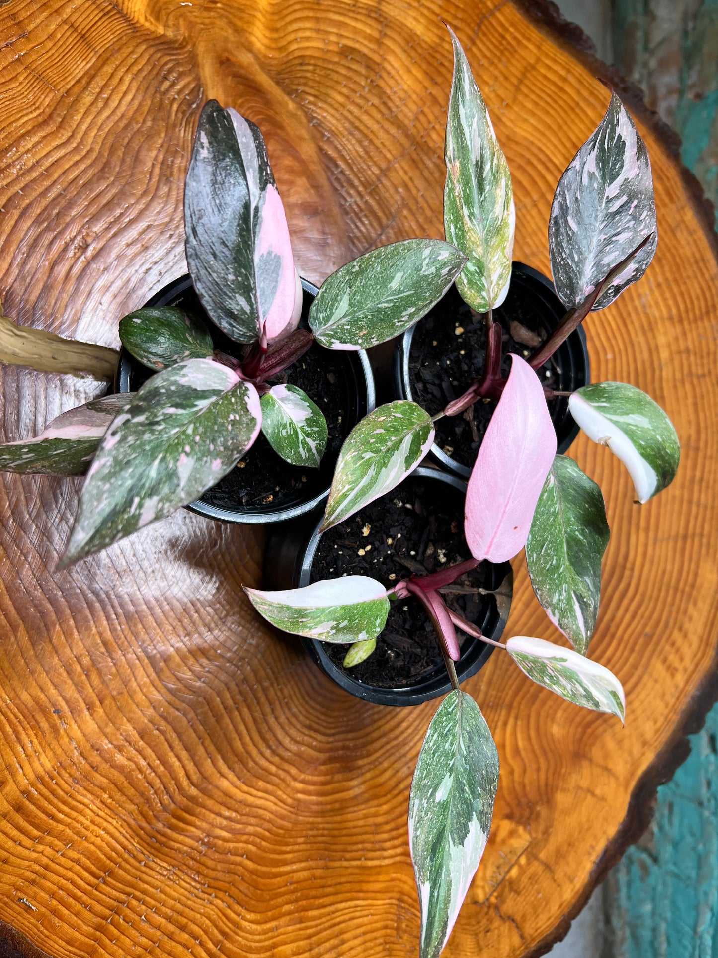 Philodendron Pink Marble Princess 4”