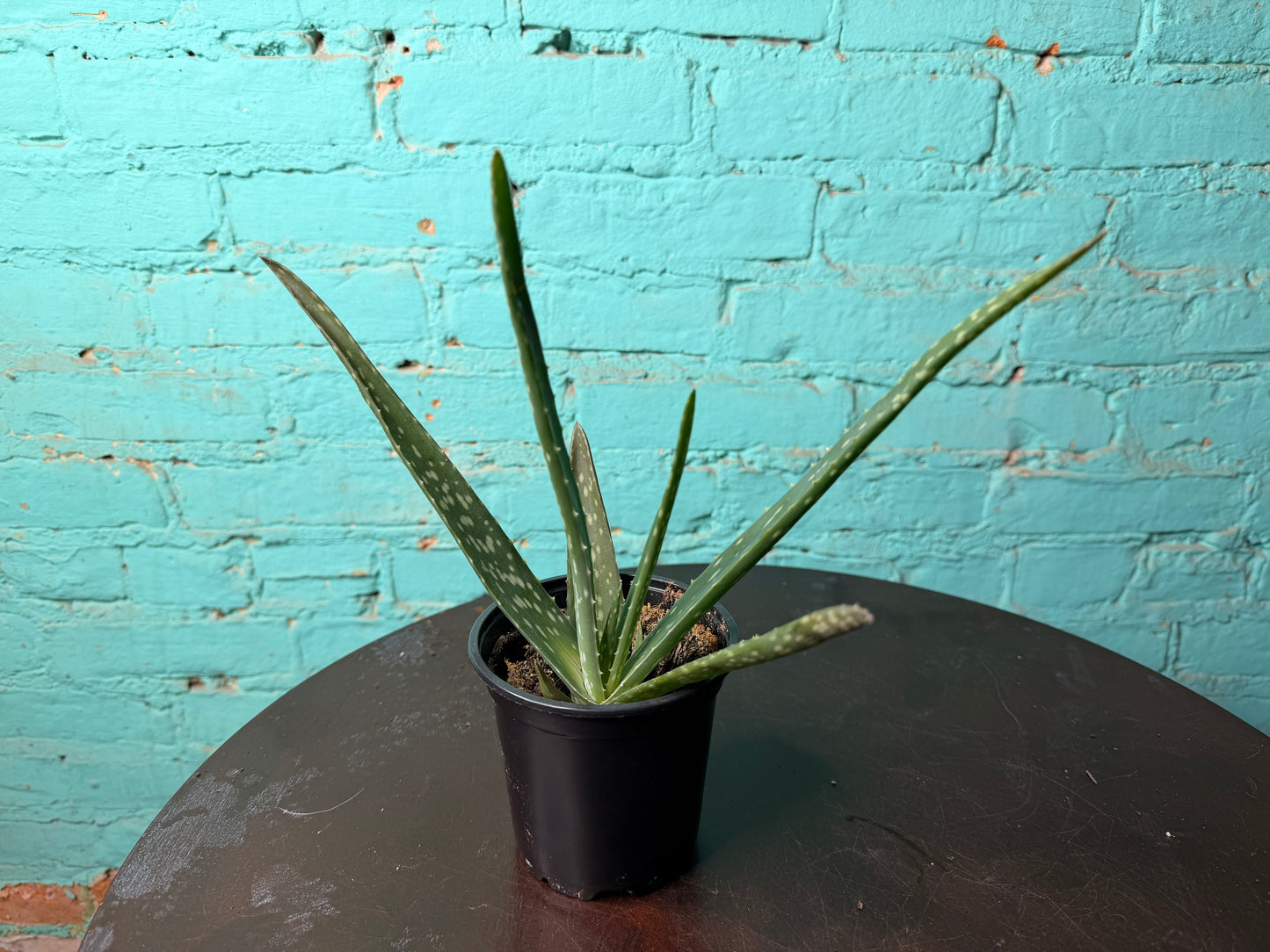 Aloe 4”
