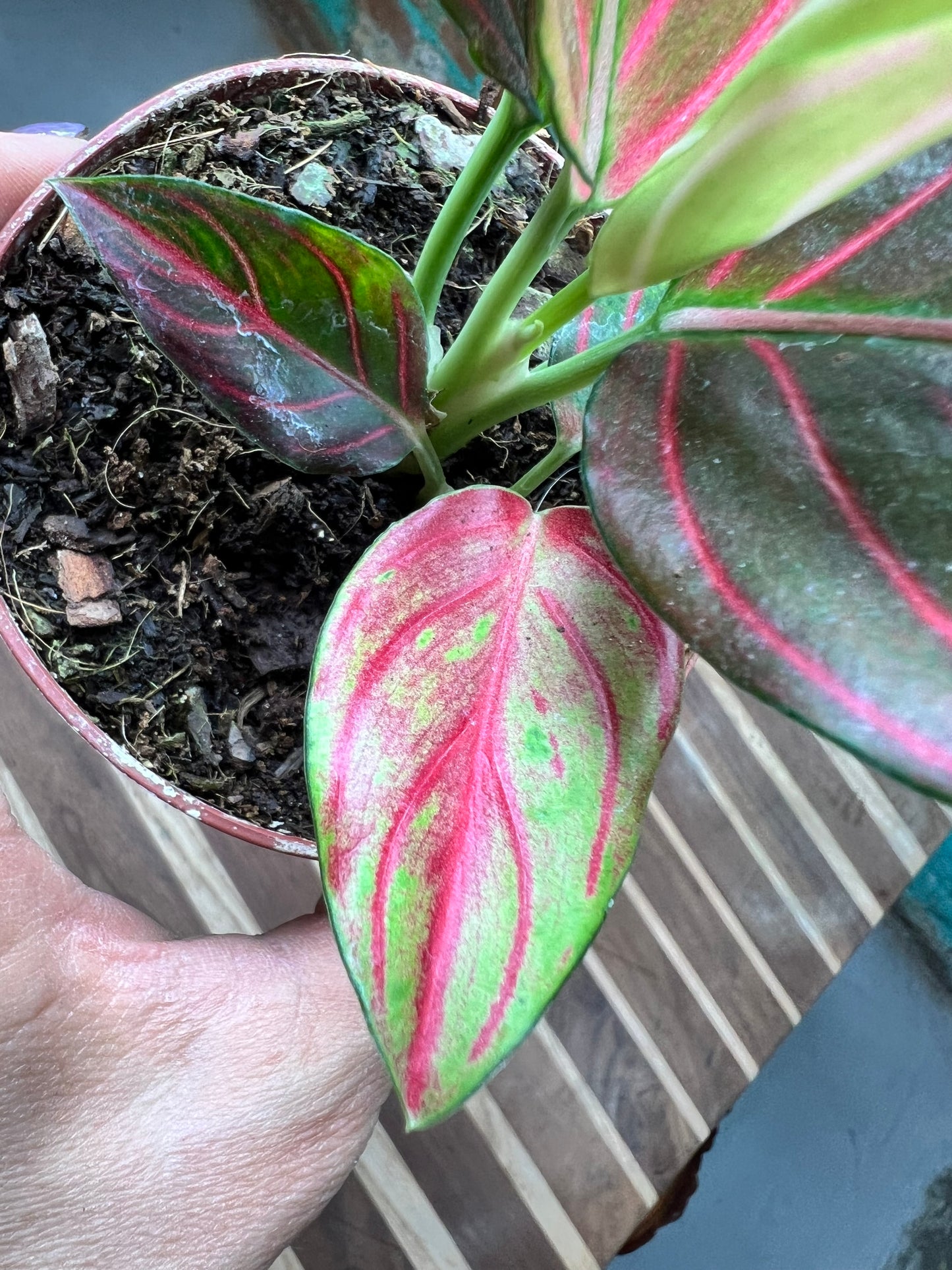 Aglaonema Rotunda Red tiger Variegated 4” (each)
