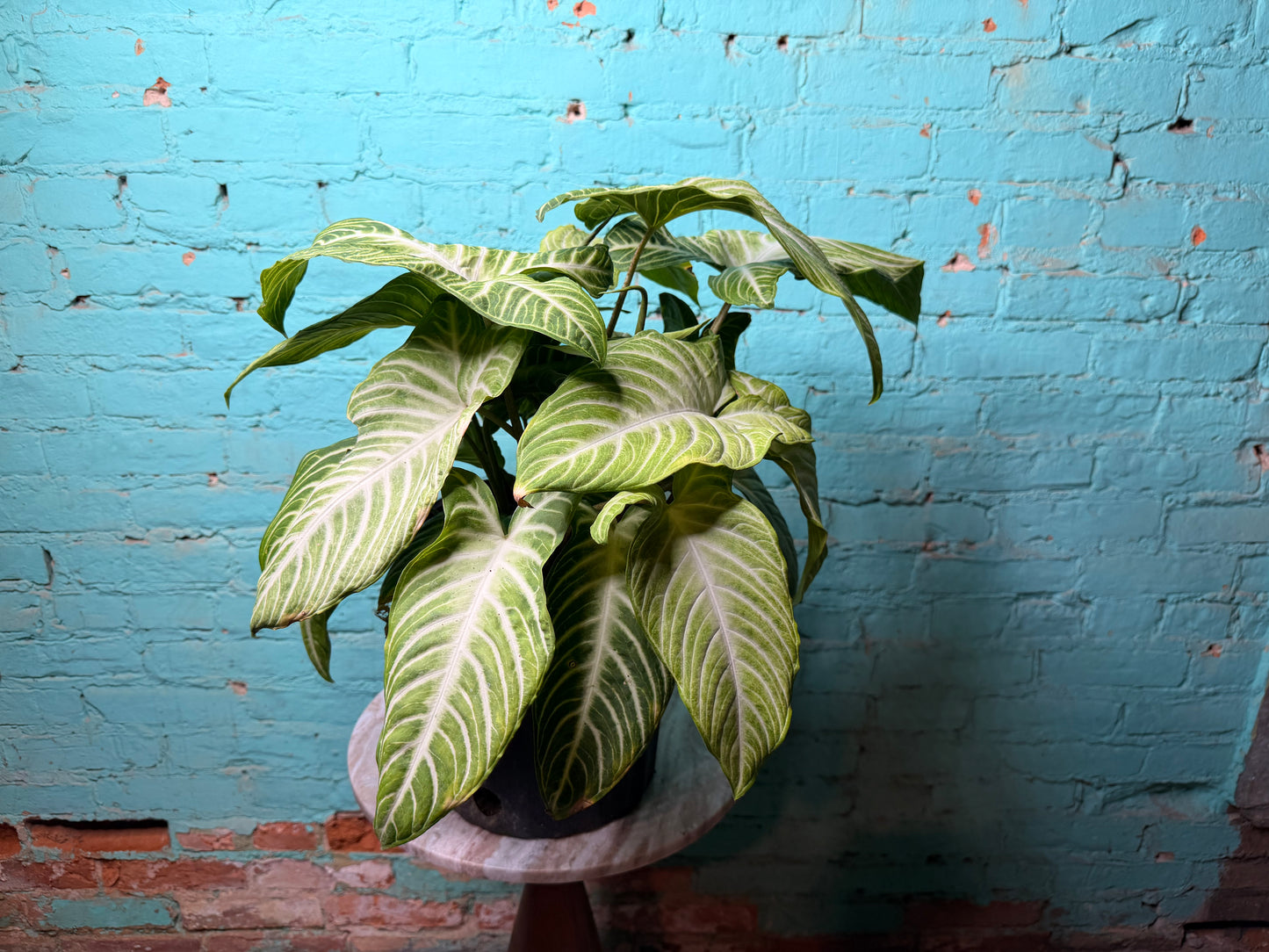 Xanthosoma Lendenii ‘Caladium Lindenii’ 10”