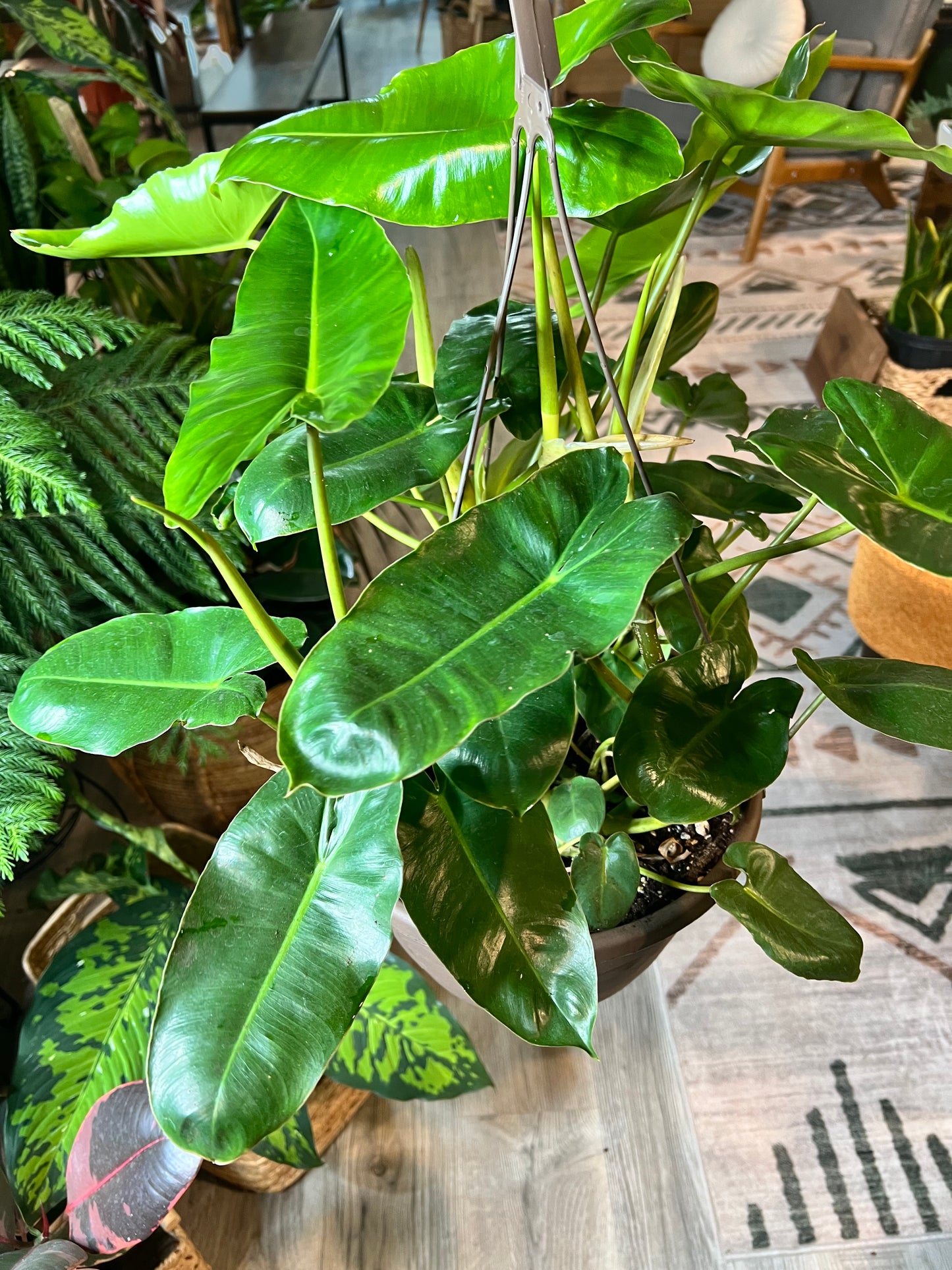 Philodendron Burle Marx 8” basket