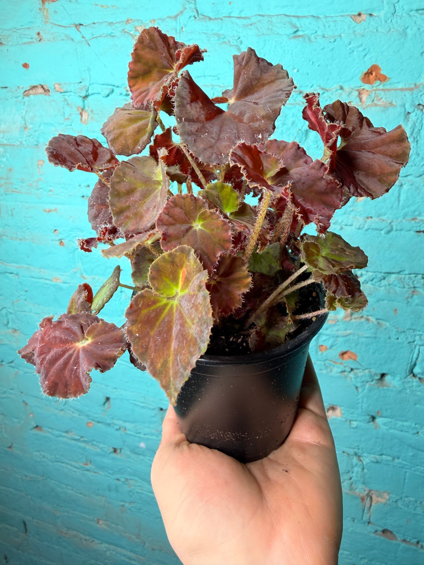 Begonia Rex “Dibs Amber ” 4”