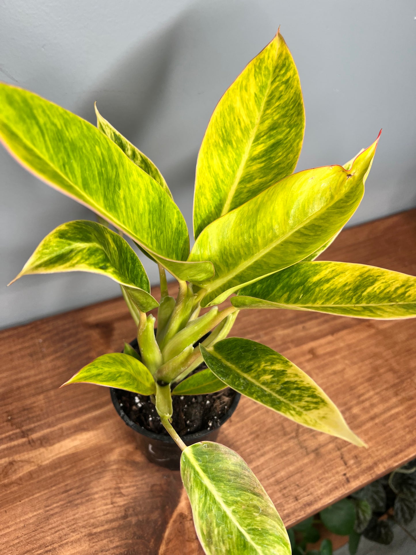 Philodendron Calkin Gold 4”