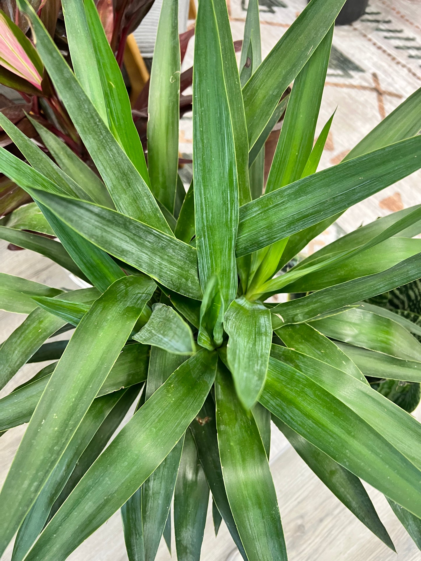 Yucca Stalk 10”