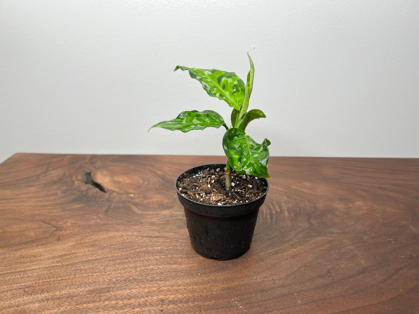 Aglaonema- Pictum tricolor (Camo)
