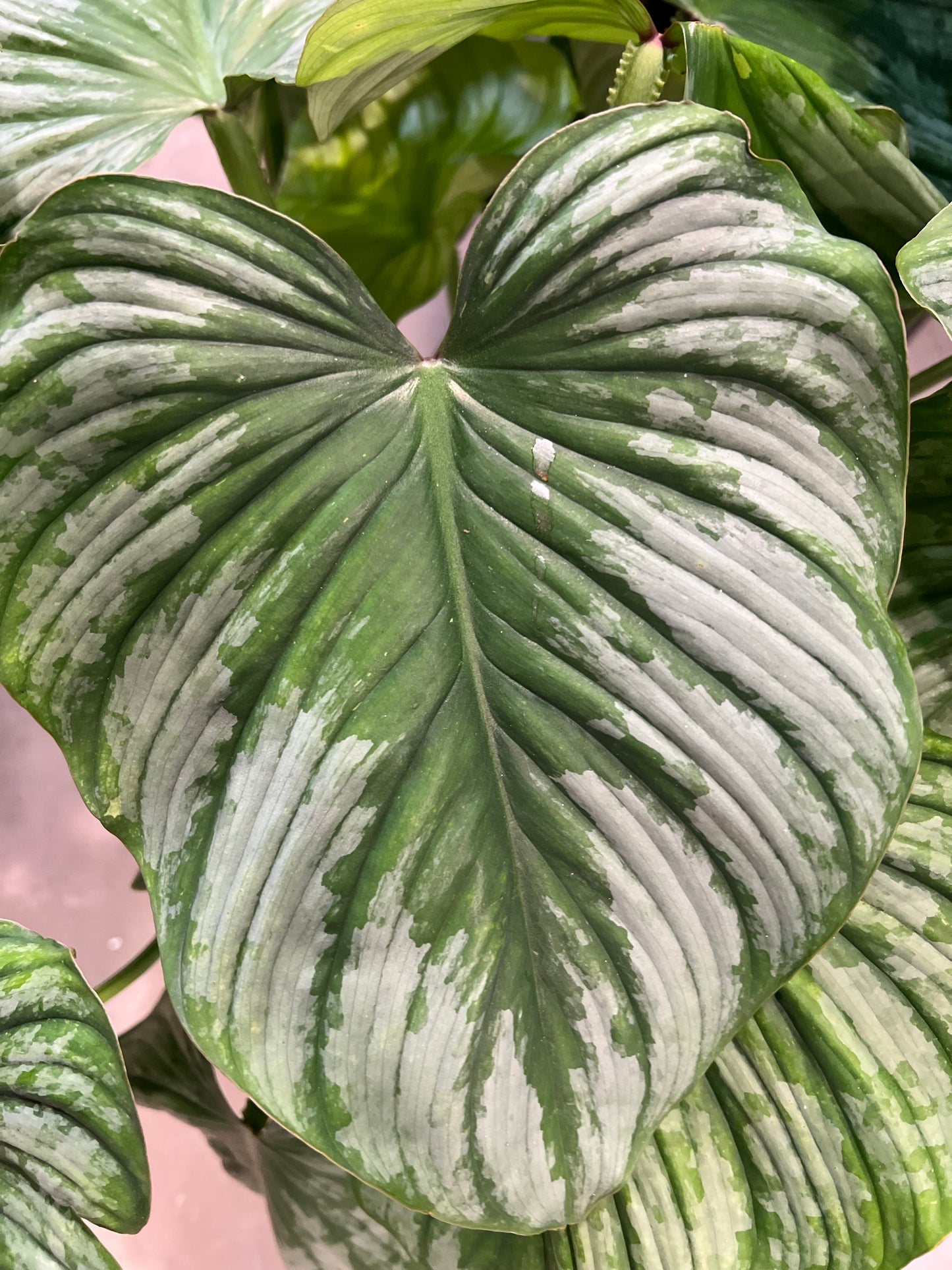 Philodendron Pastazanum Silver 10”
