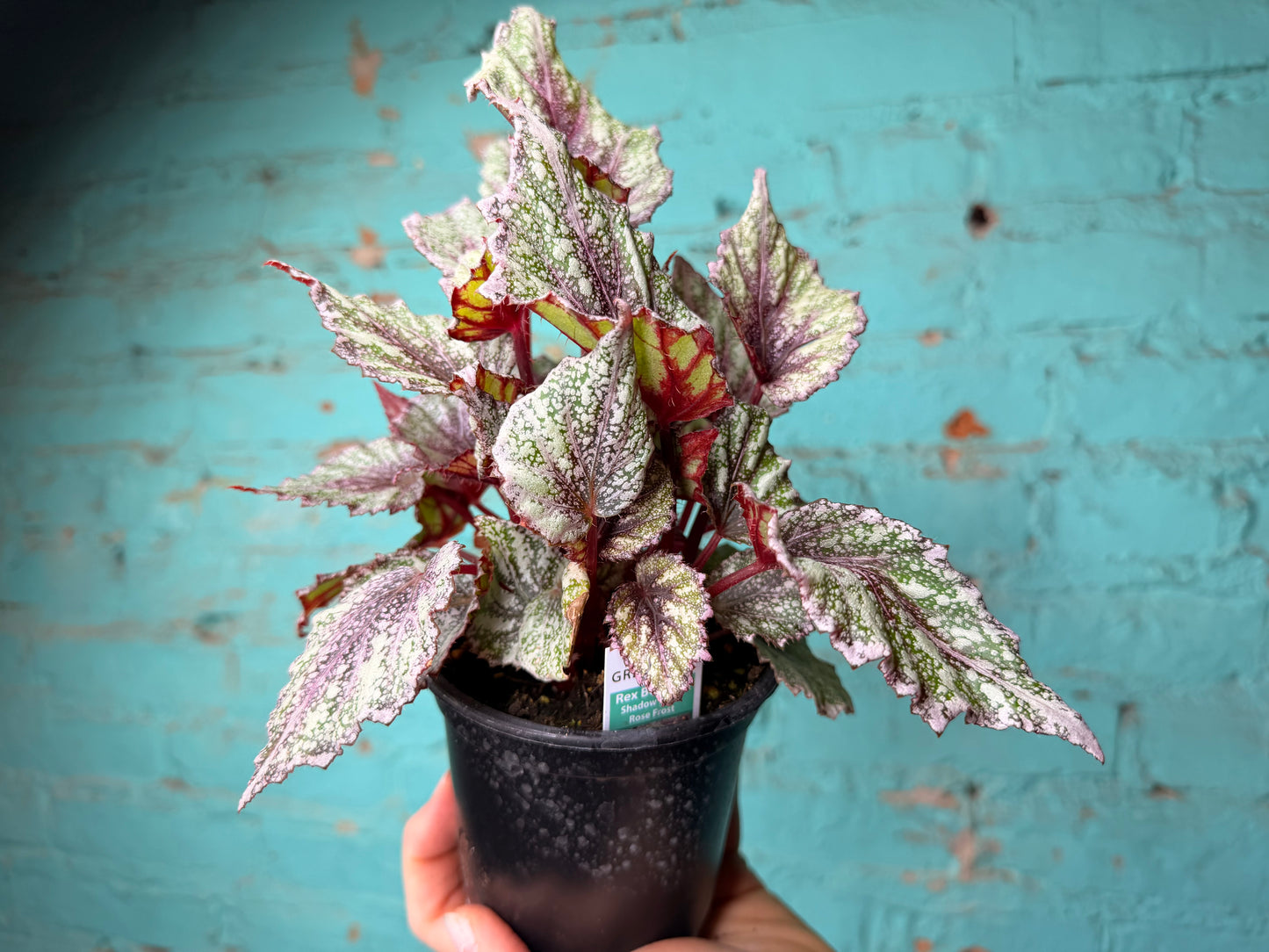 Begonia Rex “ShadowKing Rose Frost”