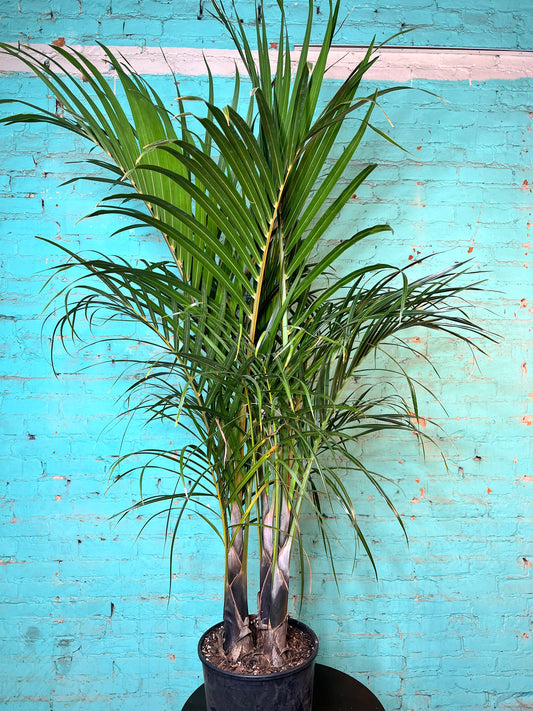 Spindle Palm 10”