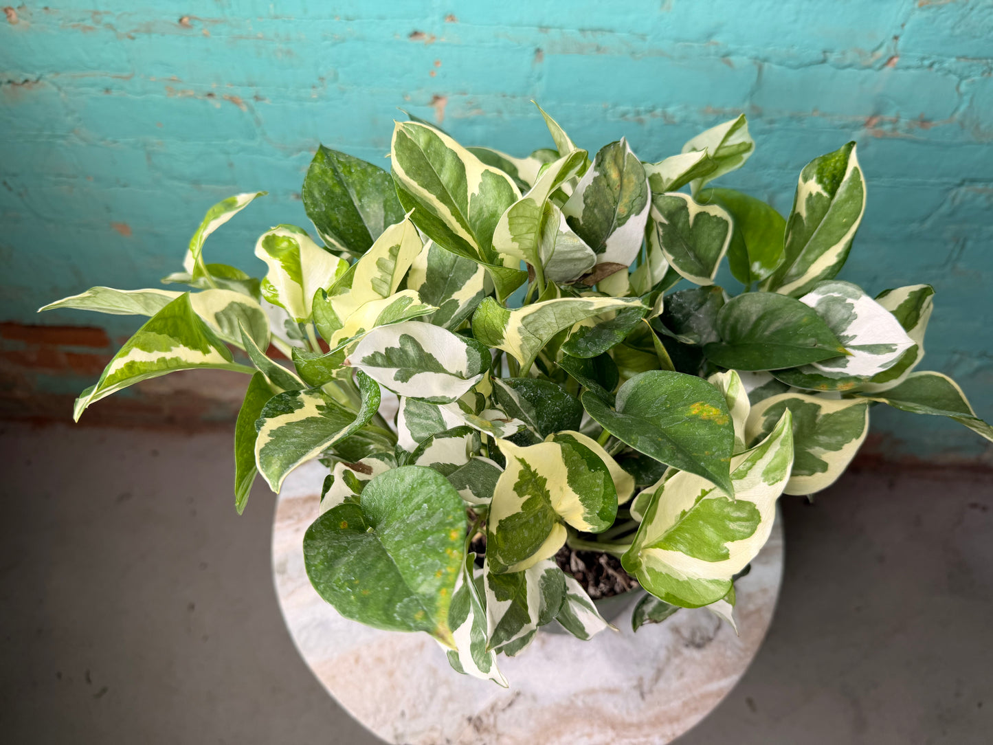 Pothos Pearls & Jade 6”