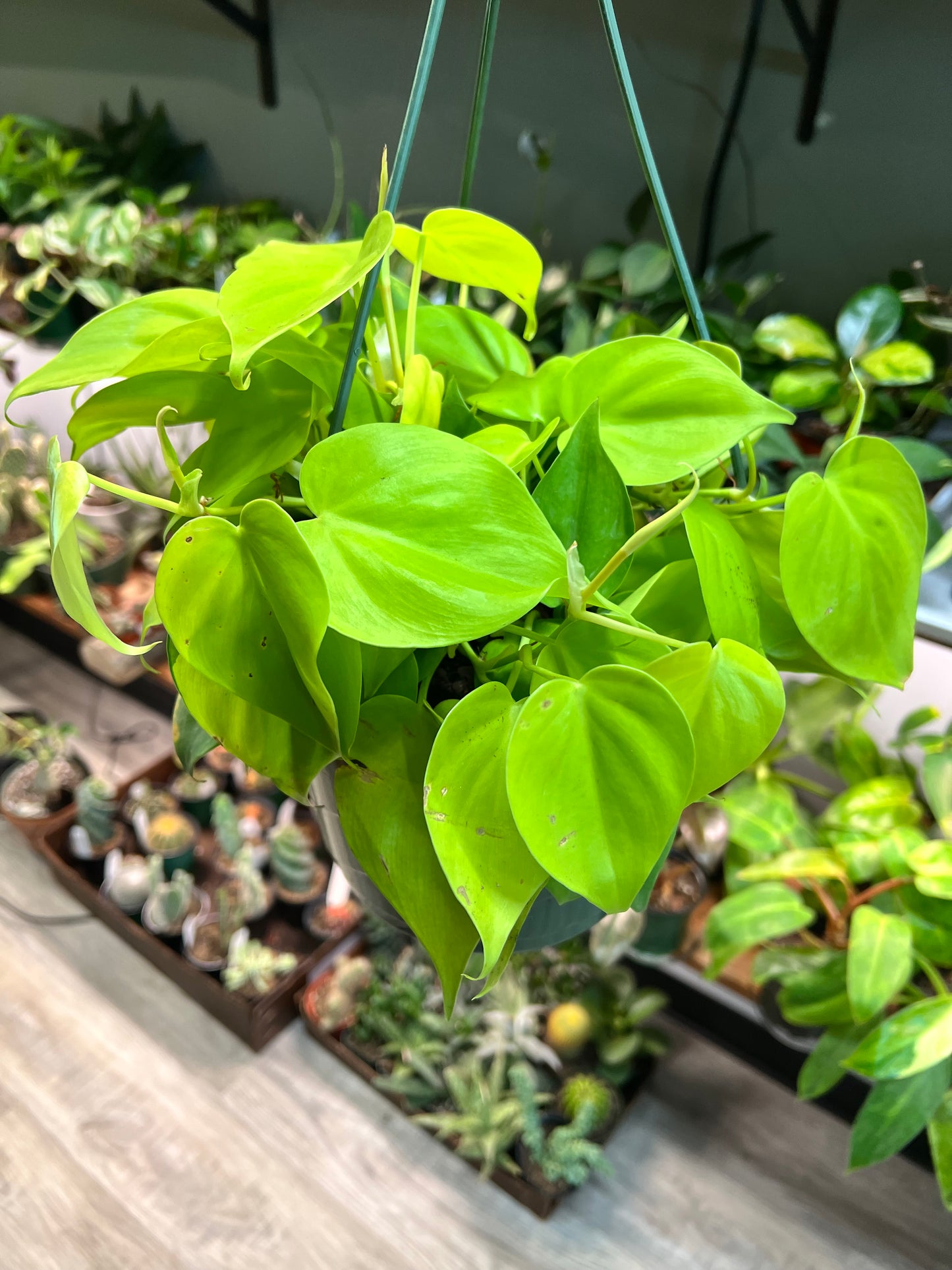 Philodendron neon heart leaf 8” basket