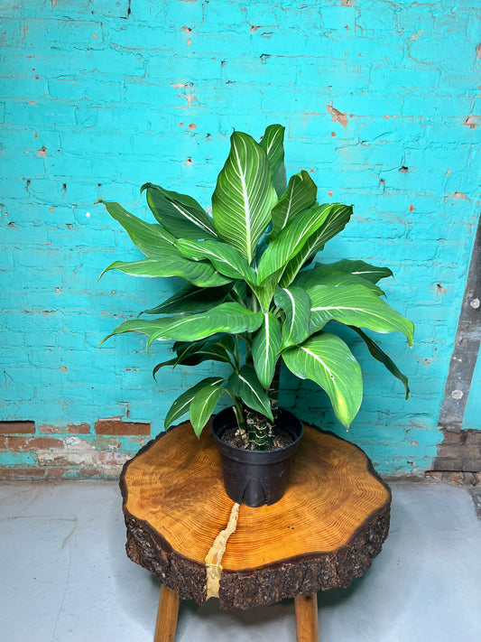 Dieffenbachia Green Gold 8”