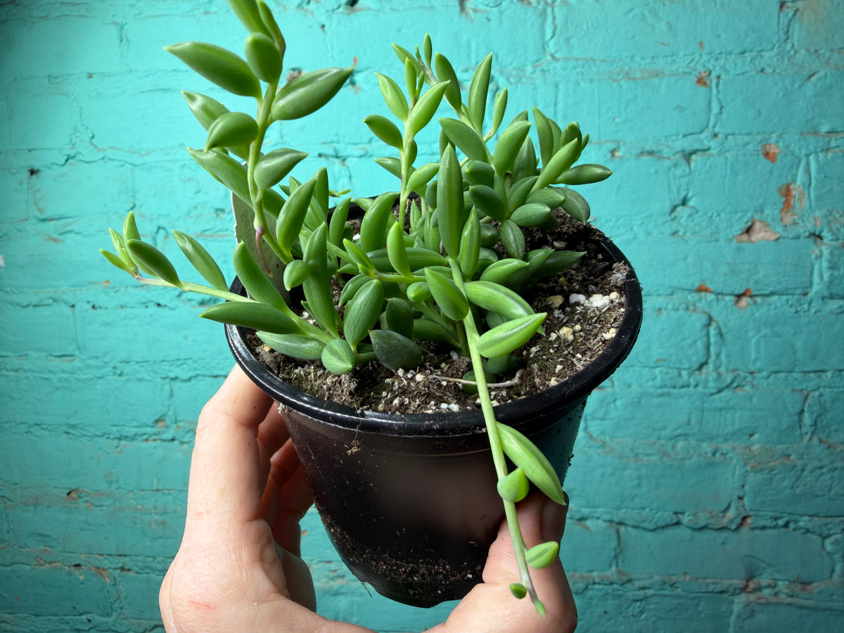 String of Bananas 4”