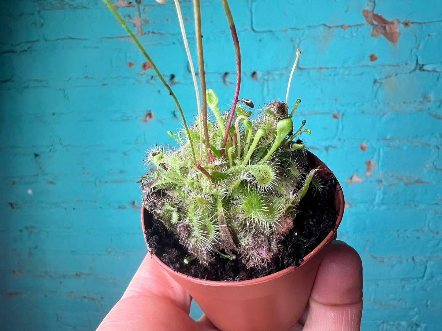 Carnivorous- Spoon Sundew
